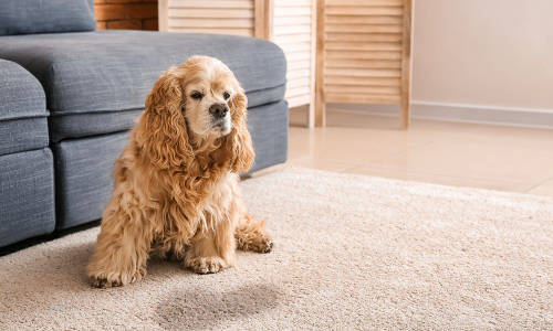 How To Clean Dog Urine From Carpet With Vinegar & Baking Soda?